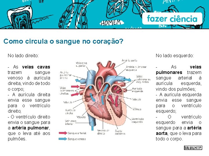 Como circula o sangue no coração? No lado direito: No lado esquerdo: - As