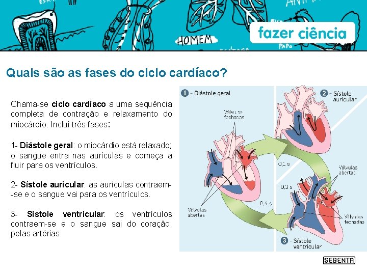 Quais são as fases do ciclo cardíaco? Chama-se ciclo cardíaco a uma sequência completa