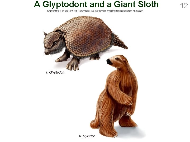 A Glyptodont and a Giant Sloth 12 