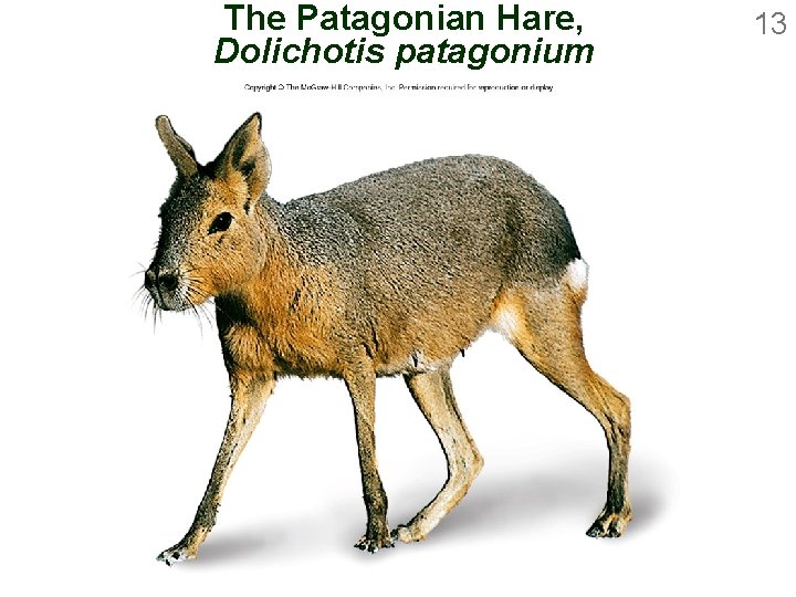 The Patagonian Hare, Dolichotis patagonium 13 