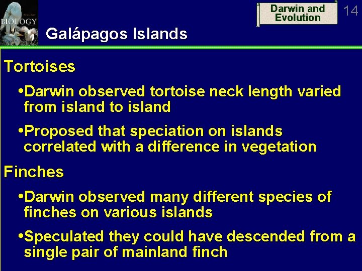 Darwin and Evolution 14 Galápagos Islands Tortoises Darwin observed tortoise neck length varied from