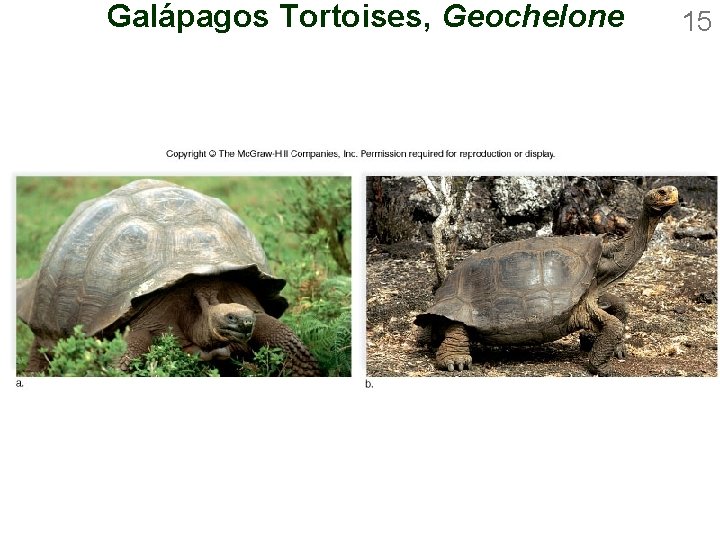 Galápagos Tortoises, Geochelone 15 