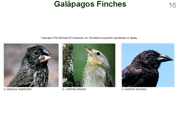 Galápagos Finches 16 