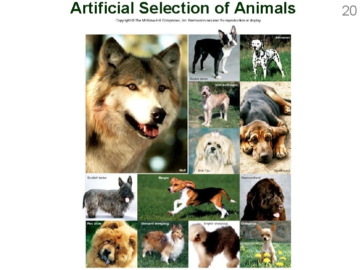 Artificial Selection of Animals 20 