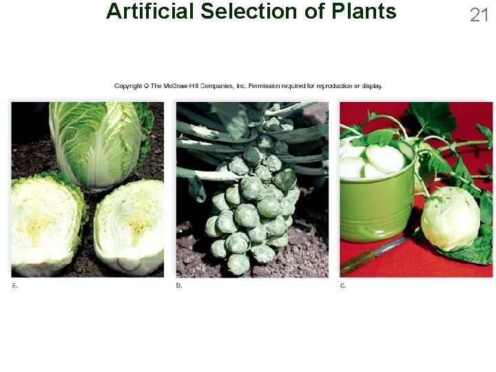 Artificial Selection of Plants 21 