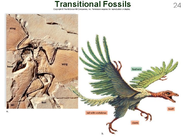 Transitional Fossils 24 