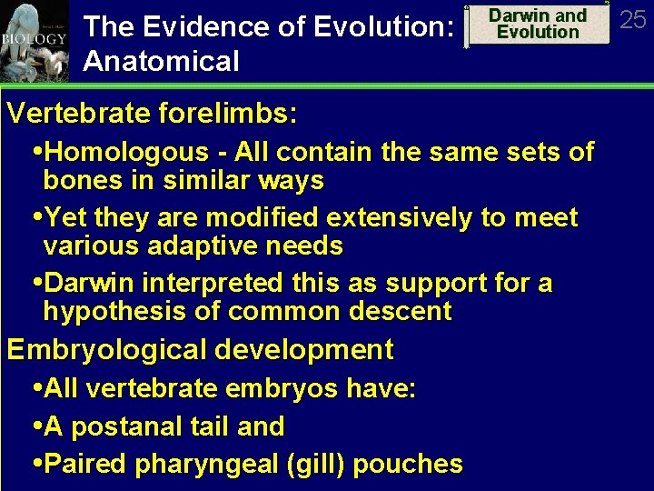 The Evidence of Evolution: Anatomical Darwin and Evolution Vertebrate forelimbs: Homologous - All contain