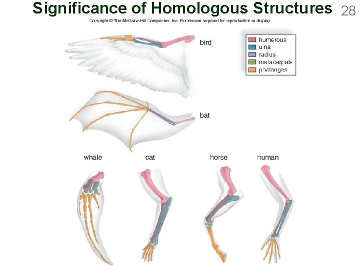 Significance of Homologous Structures 28 