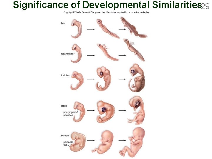 Significance of Developmental Similarities 29 