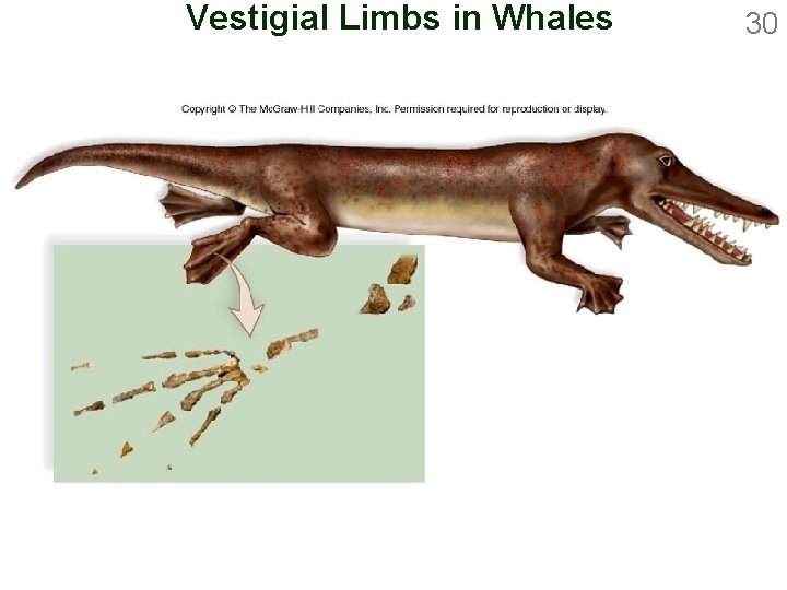 Vestigial Limbs in Whales 30 