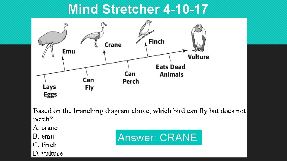 Mind Stretcher 4 -10 -17 Answer: CRANE 