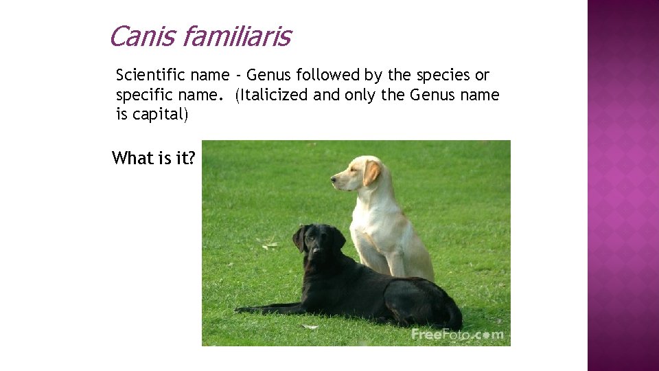 Canis familiaris Scientific name - Genus followed by the species or specific name. (Italicized