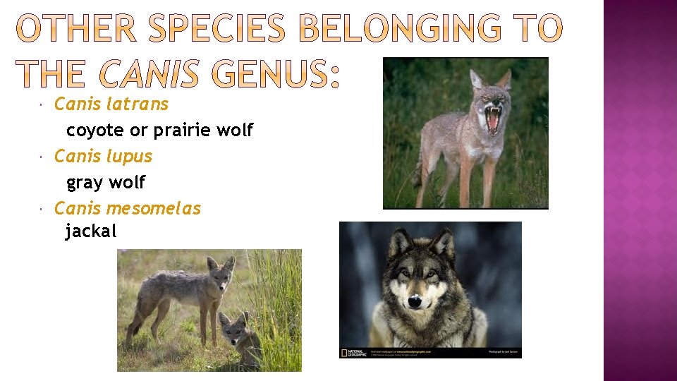  Canis latrans coyote or prairie wolf Canis lupus gray wolf Canis mesomelas jackal