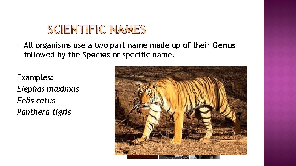 All organisms use a two part name made up of their Genus followed