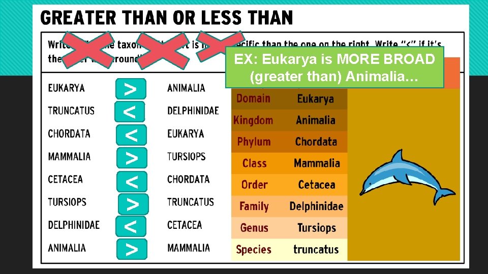 > < < > < > EX: Eukarya is MORE BROAD (greater than) Animalia…