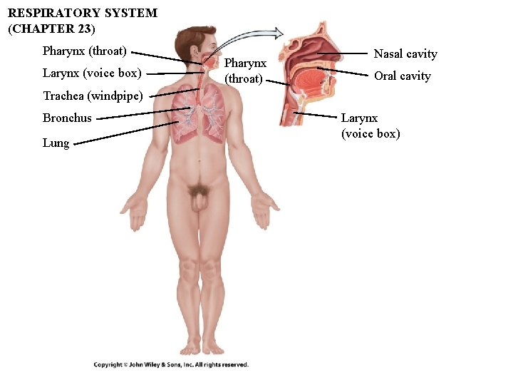 RESPIRATORY SYSTEM (CHAPTER 23) Pharynx (throat) Larynx (voice box) Pharynx (throat) Nasal cavity Oral RESPIRATORY SYSTEM (CHAPTER 23) Pharynx (throat) Larynx (voice box) Pharynx (throat) Nasal cavity Oral