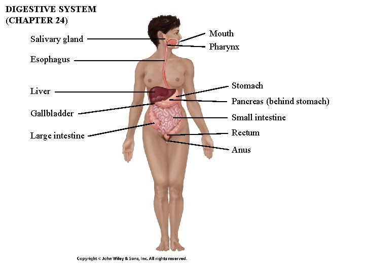 DIGESTIVE SYSTEM (CHAPTER 24) Salivary gland Mouth Pharynx Esophagus Liver Stomach Pancreas (behind stomach) DIGESTIVE SYSTEM (CHAPTER 24) Salivary gland Mouth Pharynx Esophagus Liver Stomach Pancreas (behind stomach)