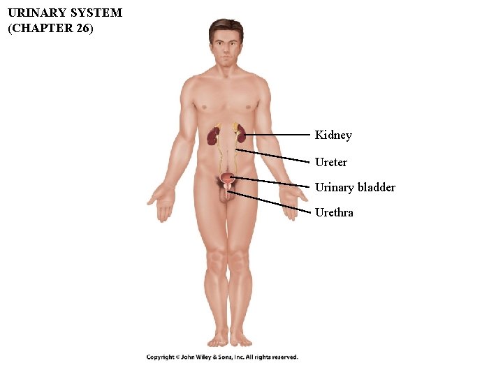URINARY SYSTEM (CHAPTER 26) Kidney Ureter Urinary bladder Urethra URINARY SYSTEM (CHAPTER 26) Kidney Ureter Urinary bladder Urethra