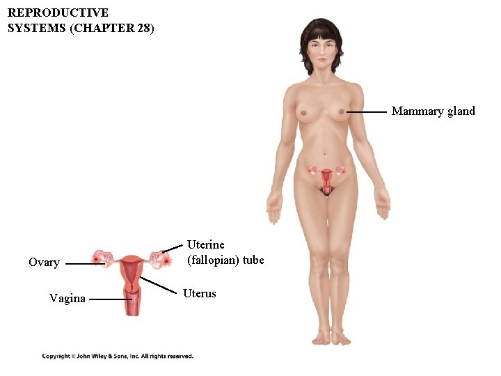 REPRODUCTIVE SYSTEMS (CHAPTER 28) Mammary gland Ovary Vagina Uterine (fallopian) tube Uterus REPRODUCTIVE SYSTEMS (CHAPTER 28) Mammary gland Ovary Vagina Uterine (fallopian) tube Uterus