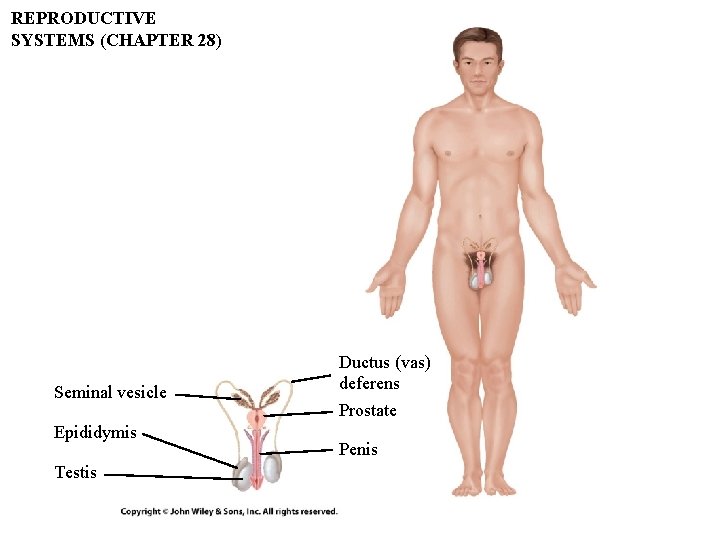 REPRODUCTIVE SYSTEMS (CHAPTER 28) Seminal vesicle Epididymis Testis Ductus (vas) deferens Prostate Penis REPRODUCTIVE SYSTEMS (CHAPTER 28) Seminal vesicle Epididymis Testis Ductus (vas) deferens Prostate Penis