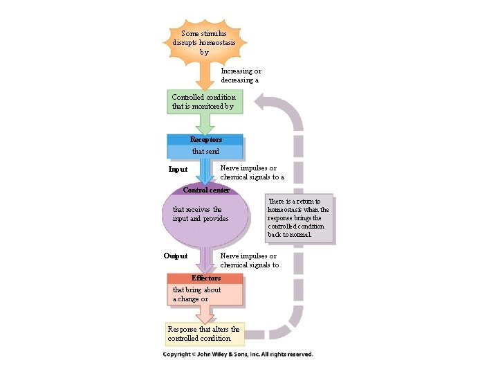 Some stimulus disrupts homeostasis by Increasing or decreasing a Controlled condition that is monitored Some stimulus disrupts homeostasis by Increasing or decreasing a Controlled condition that is monitored