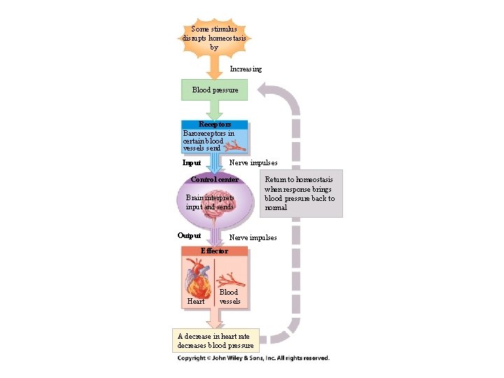 Some stimulus disrupts homeostasis by Increasing Blood pressure Receptors Baroreceptors in certain blood vessels Some stimulus disrupts homeostasis by Increasing Blood pressure Receptors Baroreceptors in certain blood vessels