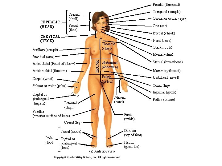 Frontal (forehead) Temporal (temple) Cranial (skull) CEPHALIC (HEAD) Orbital or ocular (eye) Facial (face) Frontal (forehead) Temporal (temple) Cranial (skull) CEPHALIC (HEAD) Orbital or ocular (eye) Facial (face)