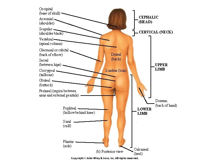 Occipital (base of skull) Acromial (shoulder) CEPHALIC (HEAD) Scapular (shoulder blade) CERVICAL (NECK) Vertebral Occipital (base of skull) Acromial (shoulder) CEPHALIC (HEAD) Scapular (shoulder blade) CERVICAL (NECK) Vertebral