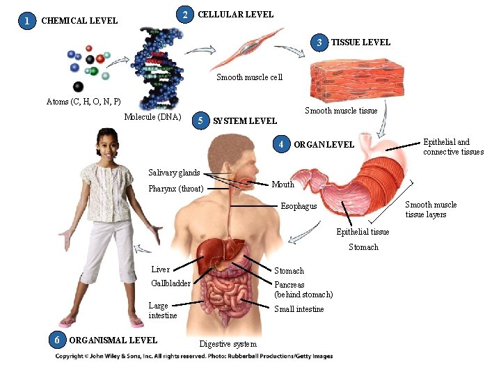1 2 CHEMICAL LEVEL CELLULAR LEVEL 3 TISSUE LEVEL Smooth muscle cell Atoms (C, 1 2 CHEMICAL LEVEL CELLULAR LEVEL 3 TISSUE LEVEL Smooth muscle cell Atoms (C,