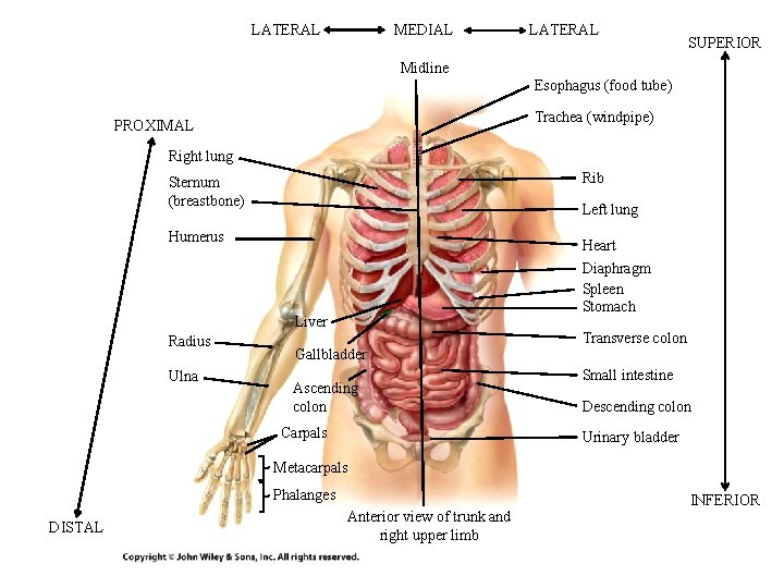 LATERAL MEDIAL LATERAL SUPERIOR Midline Esophagus (food tube) Trachea (windpipe) PROXIMAL Right lung Rib LATERAL MEDIAL LATERAL SUPERIOR Midline Esophagus (food tube) Trachea (windpipe) PROXIMAL Right lung Rib