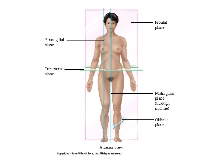 Frontal plane Parasagittal plane Transverse plane Midsagittal plane (through midline) Oblique plane Anterior view Frontal plane Parasagittal plane Transverse plane Midsagittal plane (through midline) Oblique plane Anterior view