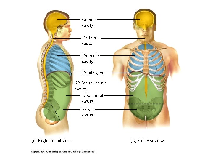 Cranial cavity Vertebral canal Thoracic cavity Diaphragm Abdominopelvic cavity: Abdominal cavity Pelvic cavity (a) Cranial cavity Vertebral canal Thoracic cavity Diaphragm Abdominopelvic cavity: Abdominal cavity Pelvic cavity (a)