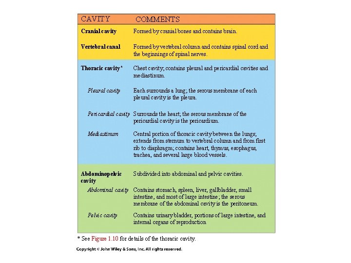 CAVITY COMMENTS Cranial cavity Formed by cranial bones and contains brain. Vertebral canal Formed CAVITY COMMENTS Cranial cavity Formed by cranial bones and contains brain. Vertebral canal Formed
