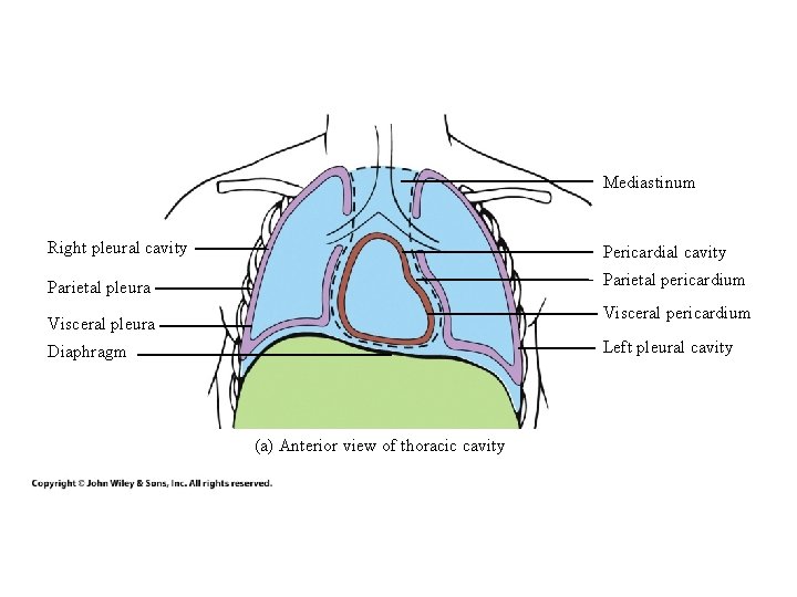 Mediastinum Right pleural cavity Pericardial cavity Parietal pleura Parietal pericardium Visceral pleura Left pleural Mediastinum Right pleural cavity Pericardial cavity Parietal pleura Parietal pericardium Visceral pleura Left pleural