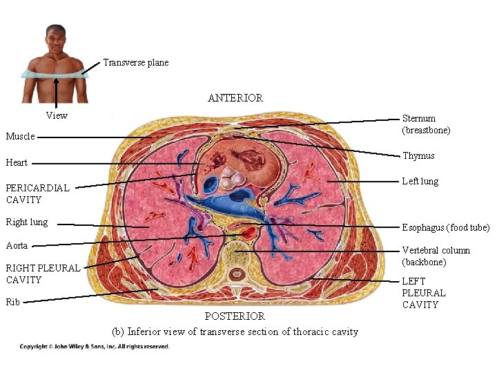 Transverse plane ANTERIOR View Sternum (breastbone) Muscle Thymus Heart Left lung PERICARDIAL CAVITY Right Transverse plane ANTERIOR View Sternum (breastbone) Muscle Thymus Heart Left lung PERICARDIAL CAVITY Right