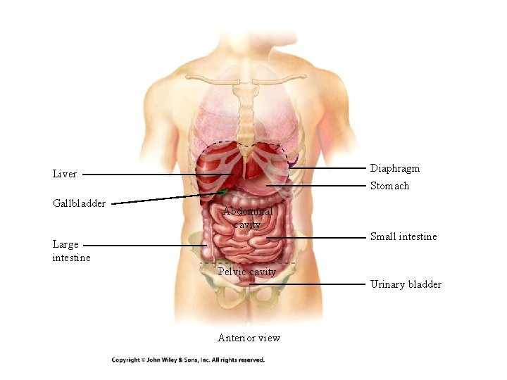 Diaphragm Liver Gallbladder Stomach Abdominal cavity Large intestine Small intestine Pelvic cavity Urinary bladder Diaphragm Liver Gallbladder Stomach Abdominal cavity Large intestine Small intestine Pelvic cavity Urinary bladder