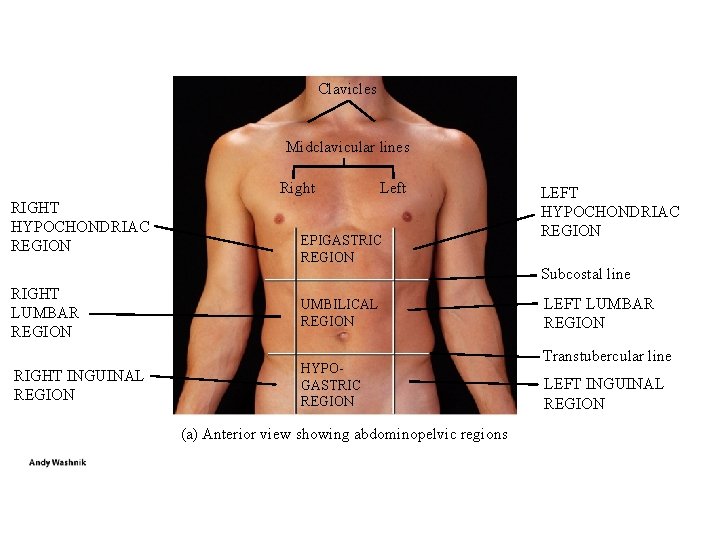 Clavicles Midclavicular lines Right RIGHT HYPOCHONDRIAC REGION Left EPIGASTRIC REGION LEFT HYPOCHONDRIAC REGION Subcostal Clavicles Midclavicular lines Right RIGHT HYPOCHONDRIAC REGION Left EPIGASTRIC REGION LEFT HYPOCHONDRIAC REGION Subcostal
