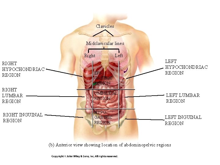 Clavicles Midclavicular lines Right RIGHT HYPOCHONDRIAC REGION Left EPIGASTRIC REGION RIGHT LUMBAR REGION UMBILICAL Clavicles Midclavicular lines Right RIGHT HYPOCHONDRIAC REGION Left EPIGASTRIC REGION RIGHT LUMBAR REGION UMBILICAL