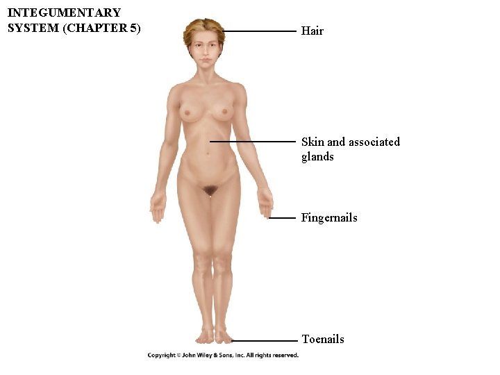 INTEGUMENTARY SYSTEM (CHAPTER 5) Hair Skin and associated glands Fingernails Toenails INTEGUMENTARY SYSTEM (CHAPTER 5) Hair Skin and associated glands Fingernails Toenails