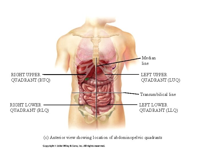 Median line RIGHT UPPER QUADRANT (RUQ) LEFT UPPER QUADRANT (LUQ) Transumbilical line RIGHT LOWER Median line RIGHT UPPER QUADRANT (RUQ) LEFT UPPER QUADRANT (LUQ) Transumbilical line RIGHT LOWER