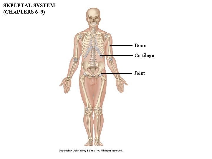 SKELETAL SYSTEM (CHAPTERS 6– 9) Bone Cartilage Joint SKELETAL SYSTEM (CHAPTERS 6– 9) Bone Cartilage Joint