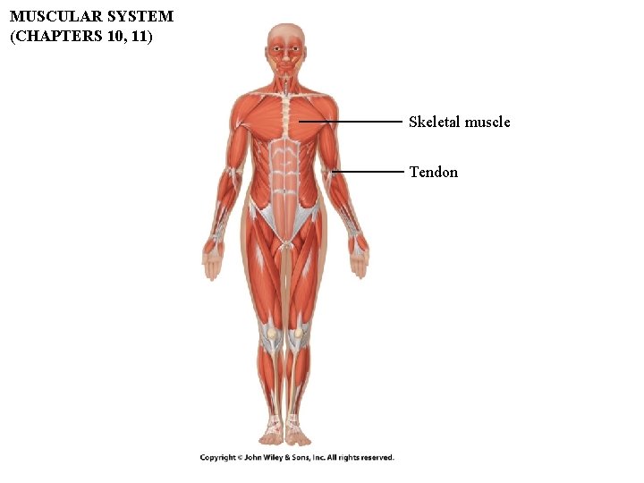 MUSCULAR SYSTEM (CHAPTERS 10, 11) Skeletal muscle Tendon MUSCULAR SYSTEM (CHAPTERS 10, 11) Skeletal muscle Tendon