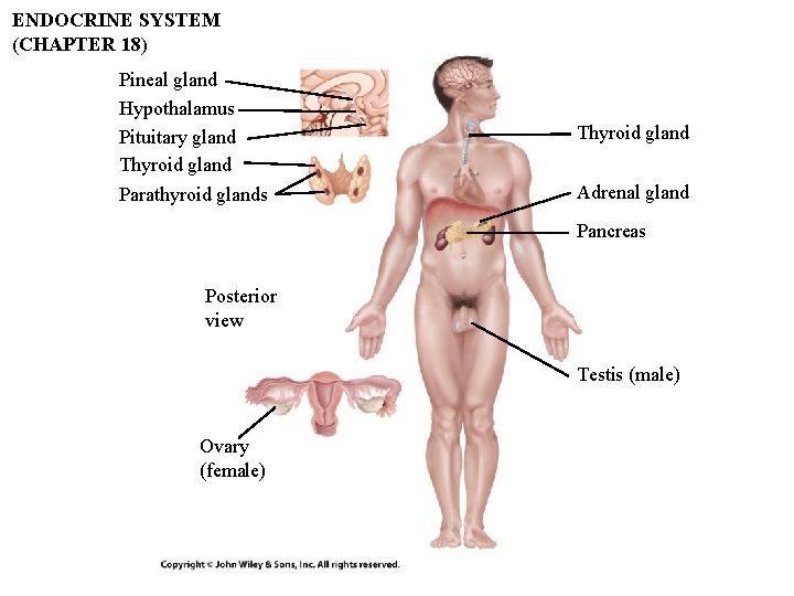 ENDOCRINE SYSTEM (CHAPTER 18) Pineal gland Hypothalamus Pituitary gland Thyroid gland Parathyroid glands Thyroid ENDOCRINE SYSTEM (CHAPTER 18) Pineal gland Hypothalamus Pituitary gland Thyroid gland Parathyroid glands Thyroid