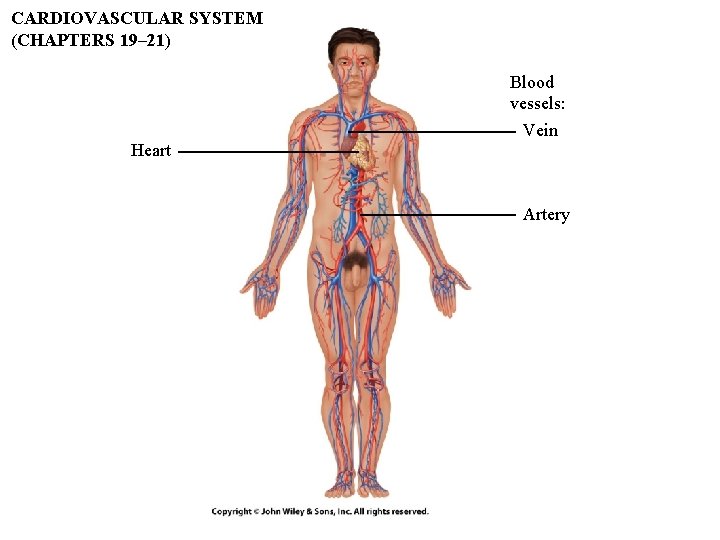CARDIOVASCULAR SYSTEM (CHAPTERS 19– 21) Blood vessels: Vein Heart Artery CARDIOVASCULAR SYSTEM (CHAPTERS 19– 21) Blood vessels: Vein Heart Artery