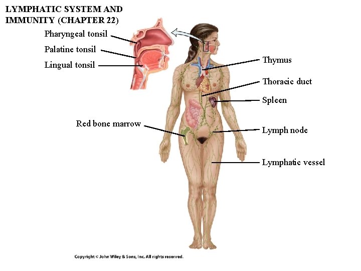 LYMPHATIC SYSTEM AND IMMUNITY (CHAPTER 22) Pharyngeal tonsil Palatine tonsil Lingual tonsil Thymus Thoracic LYMPHATIC SYSTEM AND IMMUNITY (CHAPTER 22) Pharyngeal tonsil Palatine tonsil Lingual tonsil Thymus Thoracic