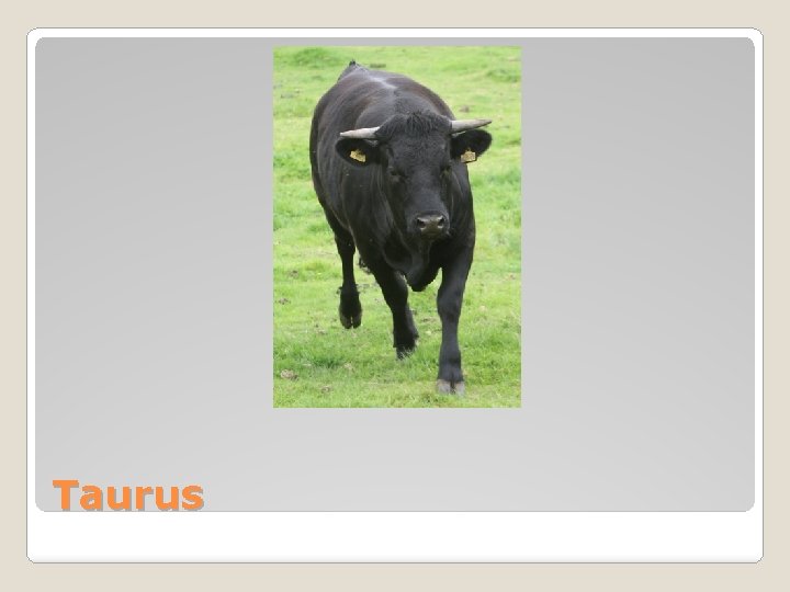 Taurus 