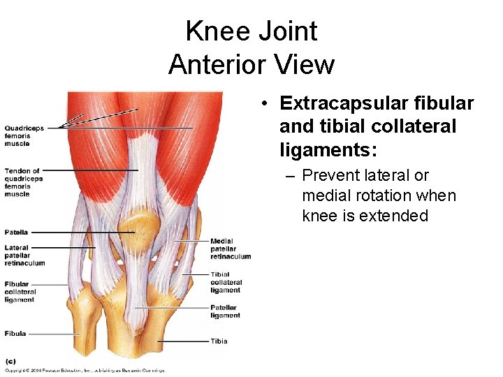 Knee Joint Anterior View • Extracapsular fibular and tibial collateral ligaments: – Prevent lateral