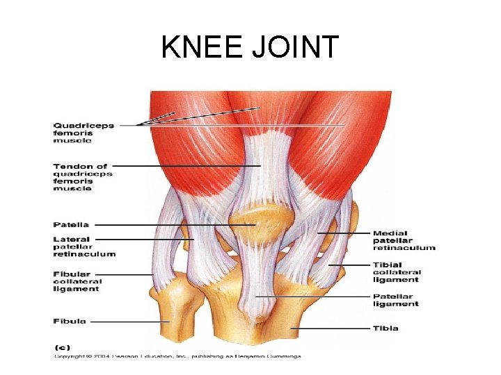 KNEE JOINT 
