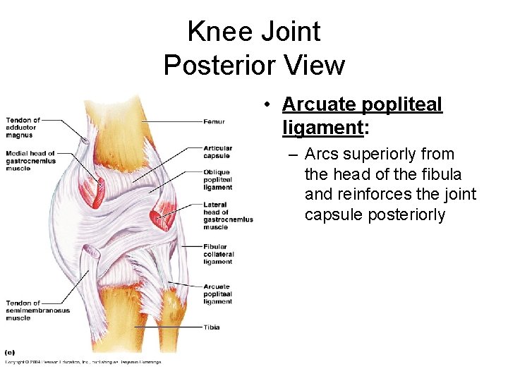 Knee Joint Posterior View • Arcuate popliteal ligament: – Arcs superiorly from the head
