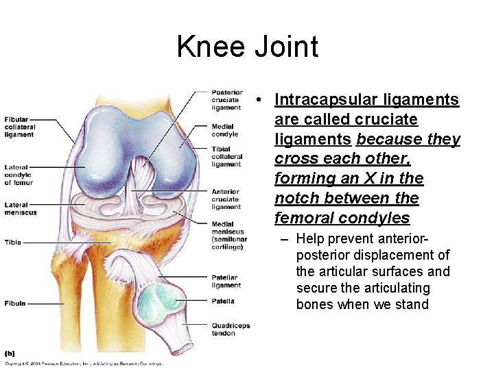 Knee Joint • Intracapsular ligaments are called cruciate ligaments because they cross each other,
